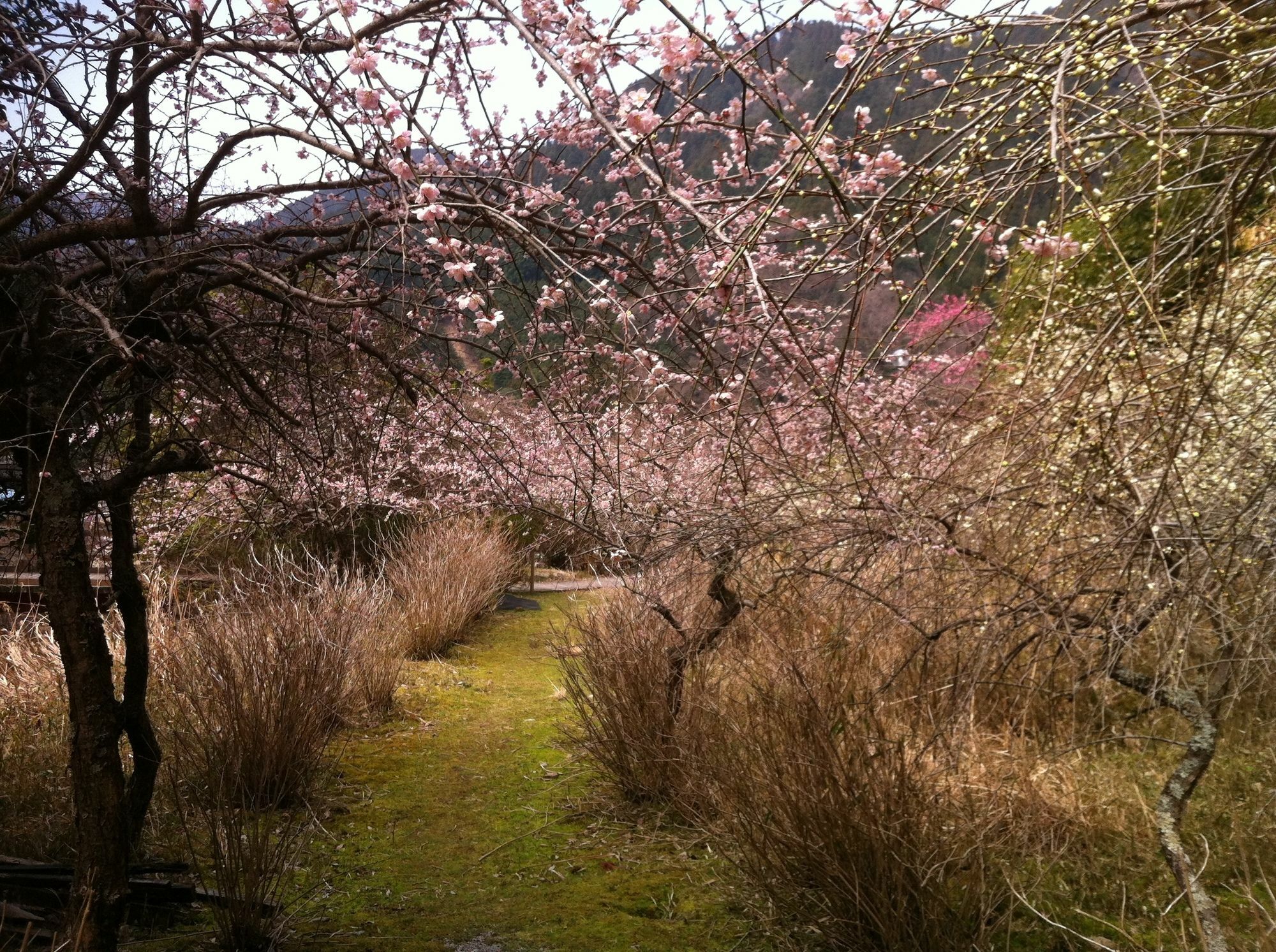 Hinotani Onsen Misugi Resort Цу Екстериор снимка