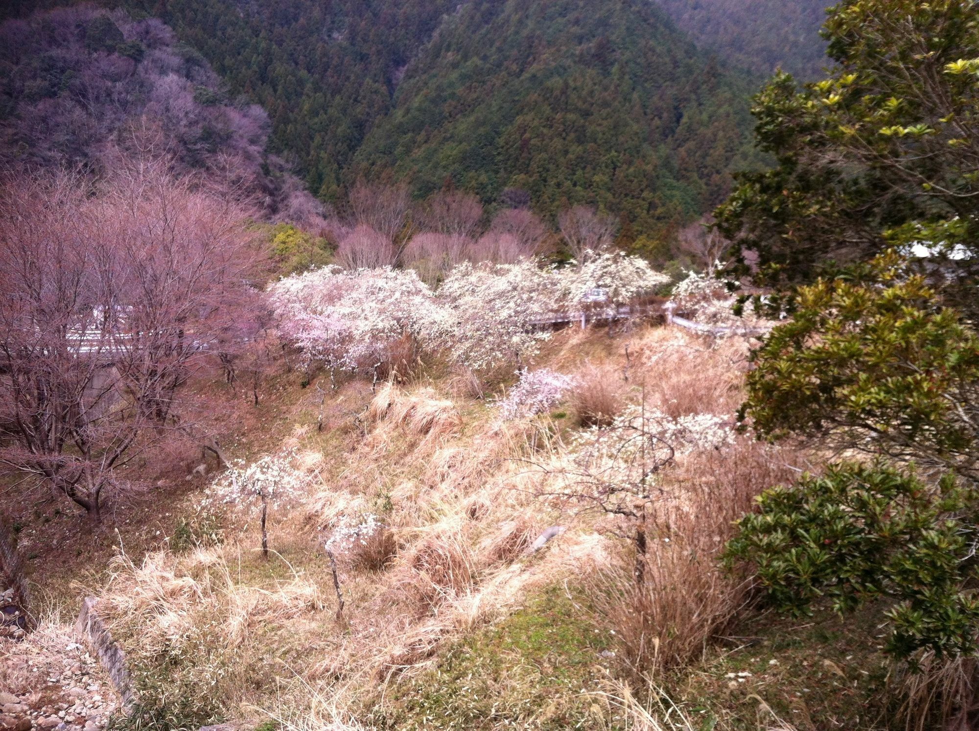 Hinotani Onsen Misugi Resort Цу Екстериор снимка